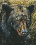 (image for) The Bear Stare